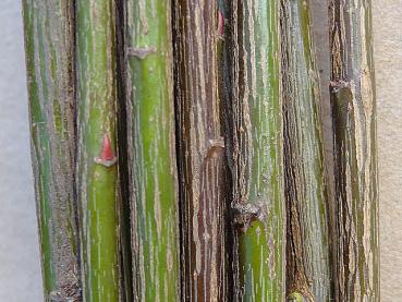 Salix purpurea Nancy Saunders mit Wintertrieben