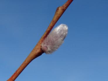 Blütenkätzchen von Salix purpurea Nancy Saunders