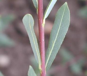 Salix purpurea Pendula - Flächendeckende Purpurweide