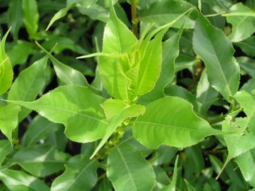 Salix pyrifolia