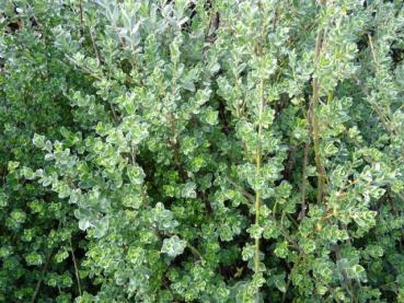 Salix repens, Moorweide, belaubte Zweige