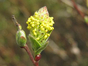 Moorweide, Salix repens