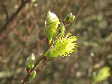 Moorweide, Salix repens