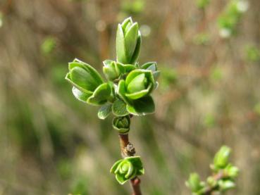 Moorweide, Salix repens