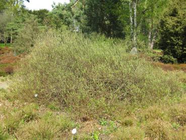 Moorweide, Salix repens