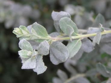 Salix repens argentea