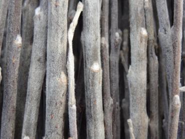Salix repens argentea: Die starke Behaarung der einjährigen Triebe ist im Winter gut zusehen