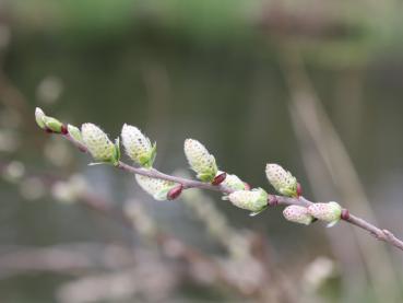 Silberkriechweide, Salix repens argentea
