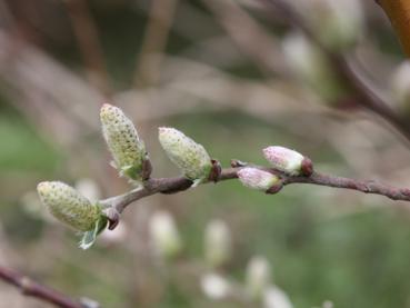 Silberkriechweide, Salix repens argentea