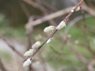 Silberkriechweide, Salix repens argentea