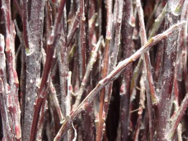 Triebspitzen von Salix rosmarinifolia im Winter