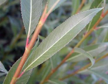 Salix rubens Godesberg - Godesbergweide