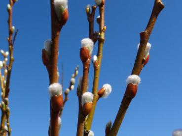 Blüten von Salix schraderiana
