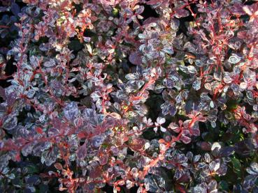 Berberis thunbergii Rose Glow - Harlequin-Berberitze