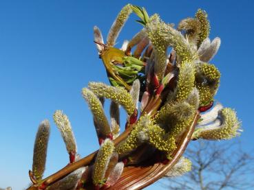 Salix Sekka, japansk drakvide