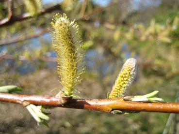 Salix Sekka, japansk drakvide