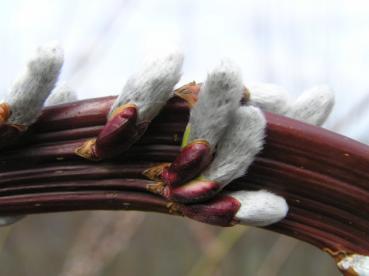 Salix Sekka, japansk drakvide