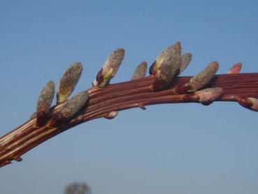 Salix Sekka, japansk drakvide