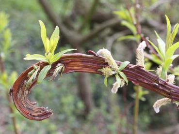 Salix Sekka, japansk drakvide