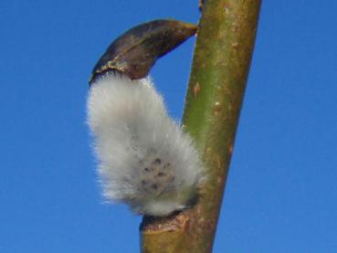 Die schwarzen Knospenschuppen bei Salix sessilifolia