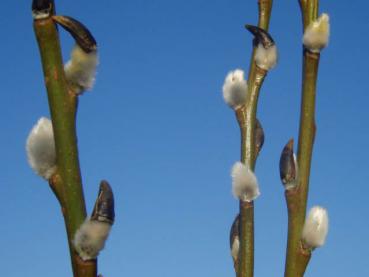 Triebe von Salix sessilifolia, Ende Februar aufgenommen