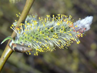 Blüte von Salix sessilifolia, Weichblattweide