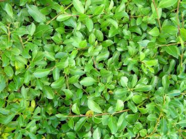 Kriechweide - Salix simulatrix