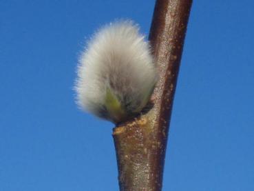 Silbernes Kätzchen von Salix smithiana