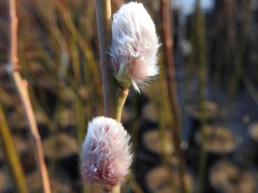 Weiße Kätzchen der Salix smithiana im Februar