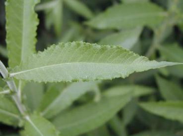 Küblerweide Raamberg - Salix smithiana Raamberg