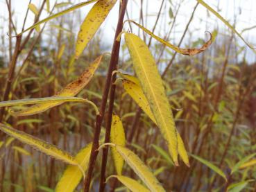 Herbstfärbung der Mandelweide (Salix triandra)