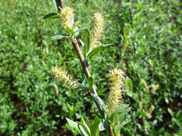 Salix triandra Black Hollander