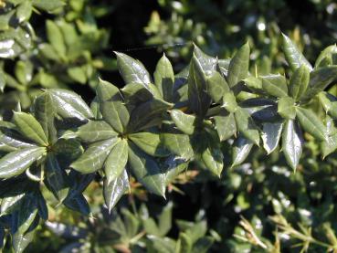 Berberis verruculosa - Vårtberberis