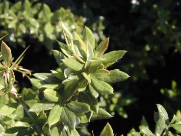 Berberis verruculosa