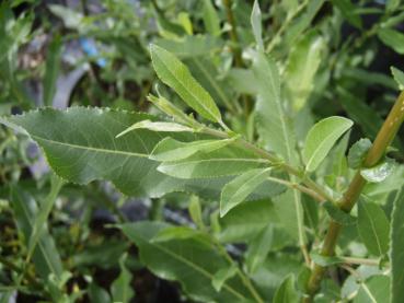 Immerblühende Mandelweide - Salix triandra Semperflorens