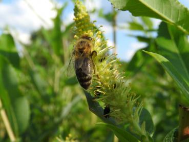 Die immerblühende Mandelweide ist ein Bienennährgehölz.