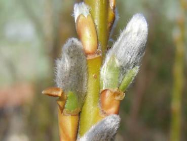 Junge silberne Kätzchen von Salix tsugaluensis Ginme