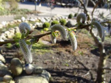 Zierende Blüte von Salix tsugalensis Ginme im Frühjahr