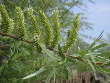 Salix viminalis - Hanfweide oder Korbweide