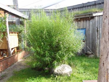Älterer Strauch von Salix viminalis nach mehrmaligem Rückschnitt