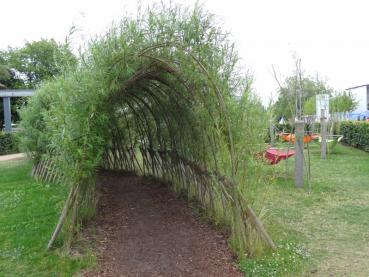 Weidentunnel, gebaut aus Hanfweiden