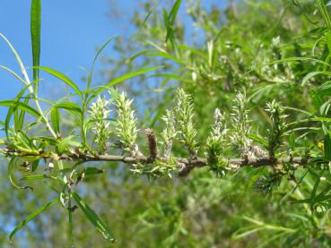 Die Früchte der Hanfweide (Salix viminalis)