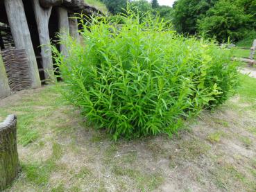 Die Salix viminalis in Verwendung, bei regelmäßigem Schnitt