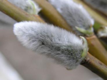 Weiße Kätzchen von Salix viminalis im März