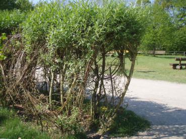 Weidentunnel aus Salix viminalis