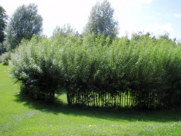 Thingplatz mit Ruten von Salix viminalis abgesteckt
