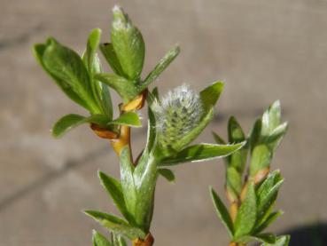 Salix waldsteiniana - Waldsteins-Weide