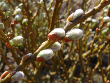 Salix waldsteiniana in Blüte (März)