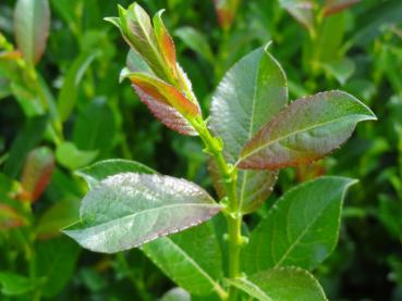 Triebspitze von Salix waldsteiniana