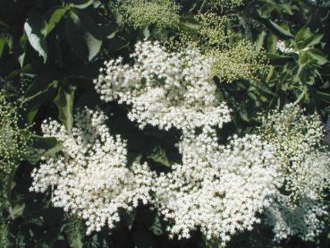 Schwarzer Holunder - weiße Blüten